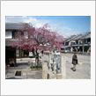 彦根城下の花よりだんご