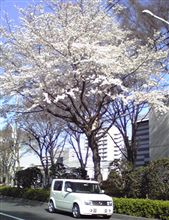 キューブと桜