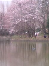 ♪桜散る散るぅ～…