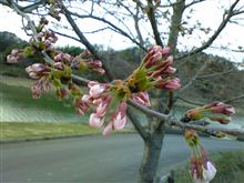 梅は咲いたか桜は