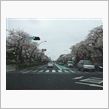 花散らし雨。