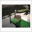 ペリカン