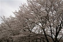 花見、懐かしいモノ発見 花見、懐かしいモノ発見