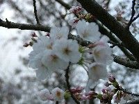桜を求めて？