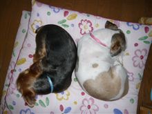 犬と私の10の約束 犬と私の10の約束
