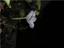 夜目にも鮮やかな純白の・・・・