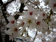 常盤平さくら通り