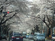 桜のポンクータン（謎）