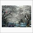 桜のポンクータン（謎）