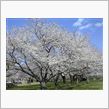 桜(^^)/