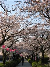 お堀端通りの桜