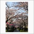 お堀端通りの桜