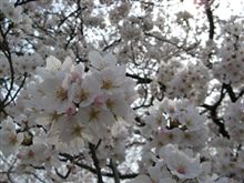 観桜会行きました♪