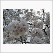 観桜会行きました♪