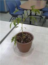 オジギソウ　眠り草とも言うらしい・・・