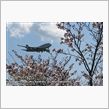 花見＆素材写真撮影