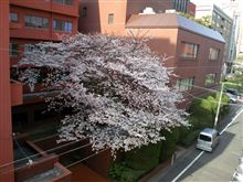 桜が見ごろ