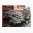 桜が見ごろ