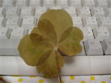 …枯れた五葉(笑) …枯れた五葉(笑)