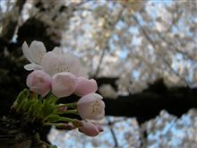 本日の桜　