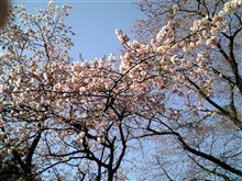 庭の桜が・・・。