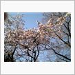 庭の桜が・・・。