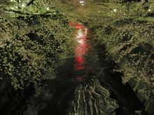 流れゆく桜．．．