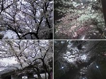 夜桜見物（五条川）