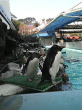 ペンギン