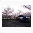 今朝は、桜で。