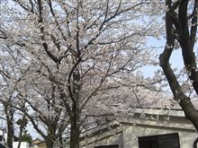 フォトギャラリーをアップしましたよ♪【天王川公園 桜散策（2008/04/05）】 