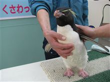 春のペンギンフェスタ　ペンギンに触ろう