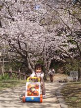 桜見に行ってきました～^^