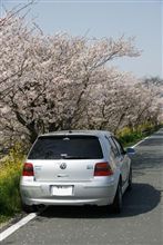 桜は咲いただろうか？