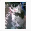 猫猫猫猫猫猫猫猫猫