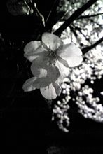 これまた桜。