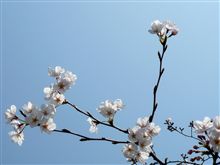やっぱり、桜は青い空の下でないとダメですね