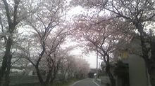 桜満開