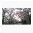 桜満開