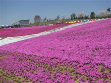 デミドラ日記・第２回～桜は桜でも芝桜～