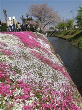 桜は桜でも・・・