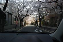 桜並木