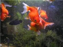 金魚と闘魚