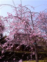 GL花見オフへ遠征