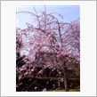 GL花見オフへ遠征