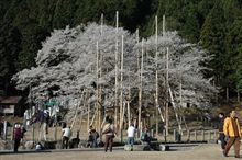淡墨桜