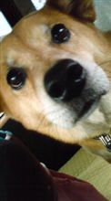 泡盛(●^o^●)