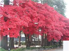 紅葉 紅葉