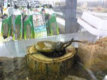 なかなか大きいのぉ