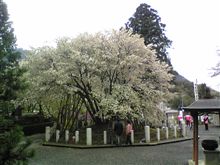 花見第4弾
